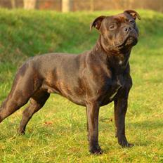 Staffordshire bull terrier Kahvi
