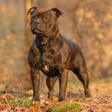 Staffordshire bull terrier Kahvi