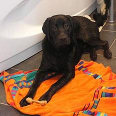Labrador retriever Benjos black Chivas