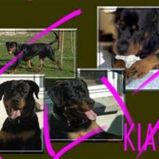 Rottweiler Kiara (R.I.P)