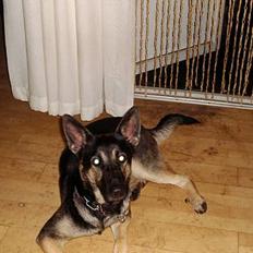 Blanding af racer Bonnie R.I.P 18/9-07