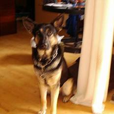 Blanding af racer Bonnie R.I.P 18/9-07