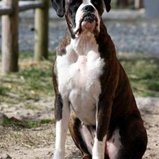 Boxer Ronja