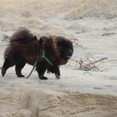 Chow chow nikita