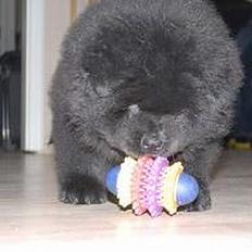 Chow chow nikita