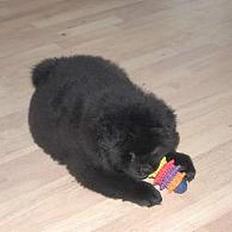 Chow chow nikita