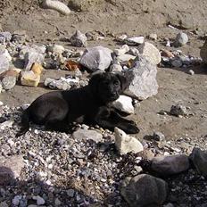 Labrador retriever Freja