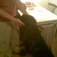 Blanding af racer Ronja