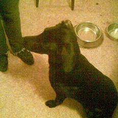 Blanding af racer Ronja