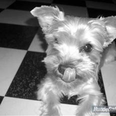 Yorkshire terrier Noa