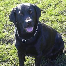 Labrador retriever Wanda=)