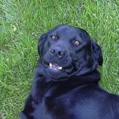 Labrador retriever Wanda=)