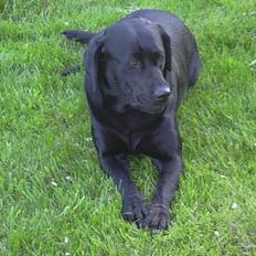 Labrador retriever Wanda=)