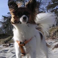 Papillon Toymaker´s Milla Vanilla.