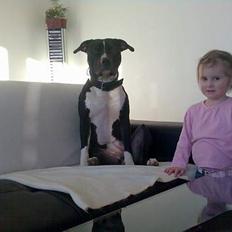 Amerikansk staffordshire terrier TEX