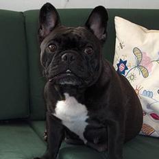 Fransk bulldog berta