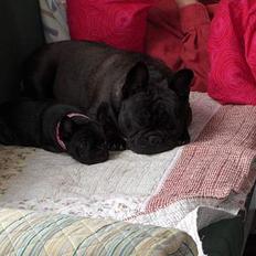 Fransk bulldog berta