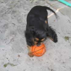Cavalier king charles spaniel Trolle