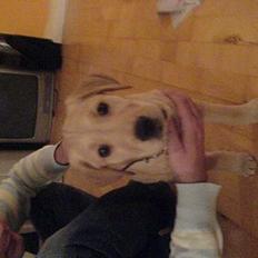 Golden retriever Molly