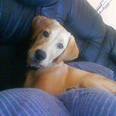 Golden retriever Molly