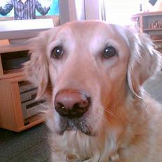 Golden retriever Jackie