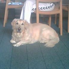Golden retriever Jackie