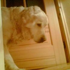 Golden retriever Jackie