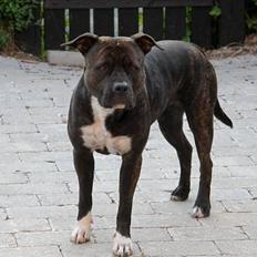Amerikansk staffordshire terrier Beti