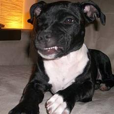 Staffordshire bull terrier Eya