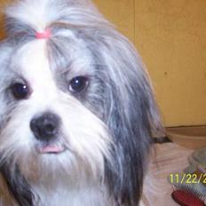 Lhasa apso Snow Queen