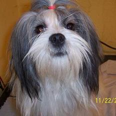 Lhasa apso Snow Queen
