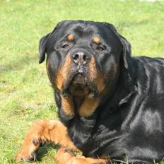 Rottweiler scago 