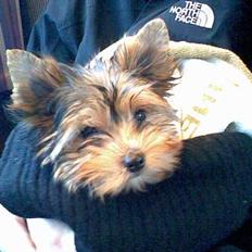 Yorkshire terrier Julius