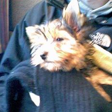Yorkshire terrier Julius