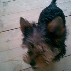 Yorkshire terrier Julius