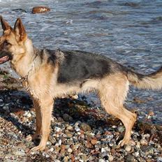 Schæferhund Smed´s Evita/ Liva*Solgt*