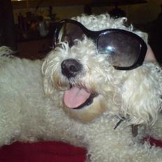 Bichon à poil frisé BOBO