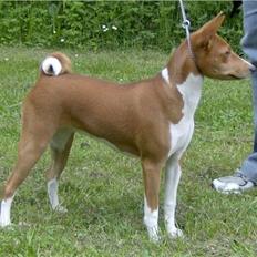 Basenji Asta