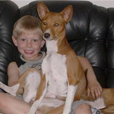 Basenji Asta