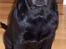 Labrador retriever Barco - Hej jeg hedder Barco