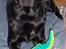Labrador retriever Barco - Her putter jeg sammen med dille