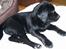 Labrador retriever Barco - Her er jeg lige kommet hjem til mit nye hjem, 8 uger
