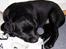 Labrador retriever Barco - 9uger gammel og rigtig træt efter at have leget med Trofast hele dagen