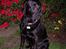 Labrador retriever Barco - Ahh.. en dejlig forårs dag i min nye have