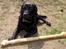 Labrador retriever Barco - Mums... de har nogle gode kødben på mors arbejde