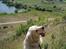 Golden retriever Shaggie - så går det ellers ned ad bakke mors bold :D smuk udsigt