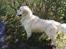 Golden retriever Shaggie - elsker vand :D 