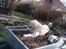 Golden retriever Shaggie - Han elsker at hoppe op i traileren og hygge der. 