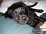 Labrador retriever Barco - Der findes ikk noget bedre end at putte ved far 