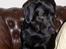Labrador retriever Barco - Hvis jeg ser rigtig sød ud, så får jeg nok lov til at blive siddende